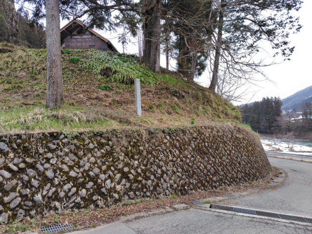 河合町のフクジュソウ群生地（上ヶ島地区）